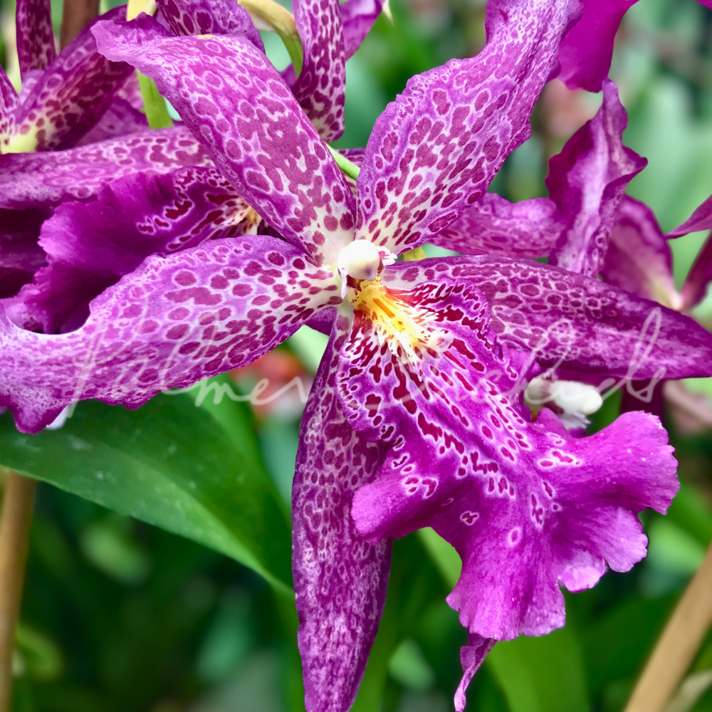 Alcra. Marfitch 'Howard's Dream' AM/AOS — Palmer Orchids